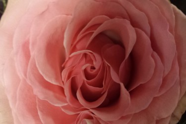 Photographie intitulée "pink rose by jorge…" par Jorge Gallardo, Œuvre d'art originale