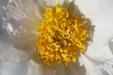 Photographie intitulée "White flower by Jor…" par Jorge Gallardo, Œuvre d'art originale