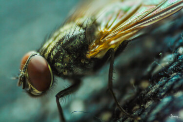 摄影 标题为“the fly” 由Joseph Dalusong, 原创艺术品, 数码摄影