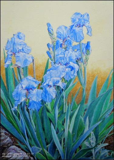 Painting titled "Iris" by Joseph Hoogeboom, Original Artwork, Watercolor