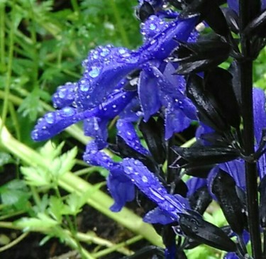 Fotografia zatytułowany „Ouf, il pleut !!!” autorstwa Bleu Soleil-Joper, Oryginalna praca, Fotografia cyfrowa