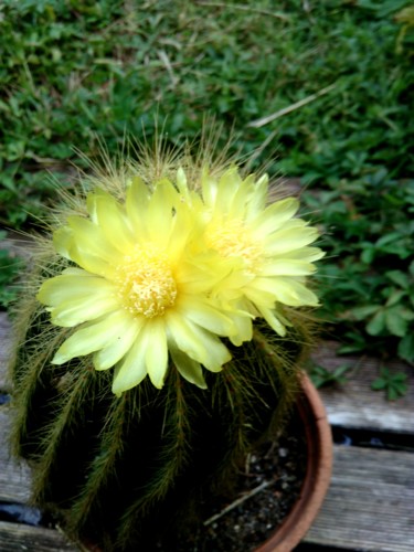 Photographie intitulée "Fleur de cactus ..." par Bleu Soleil-Joper, Œuvre d'art originale, Photographie numérique