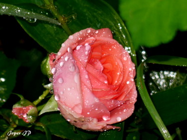 Photographie intitulée "The Rose" par Bleu Soleil-Joper, Œuvre d'art originale, Photographie numérique