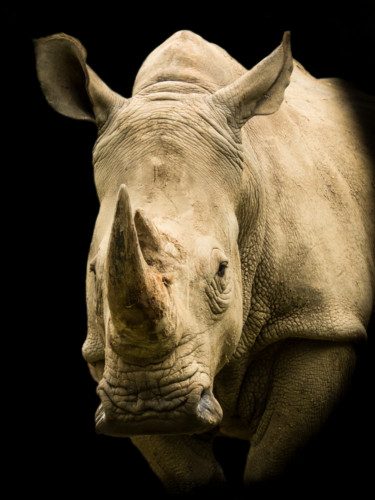 Fotografia zatytułowany „Rhinocéros-655” autorstwa Josy Moderne, Oryginalna praca, Inny