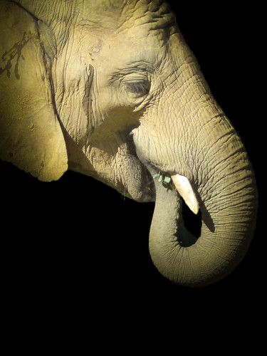 Photographie intitulée "Eléphant-981" par Josy Moderne, Œuvre d'art originale, Autre