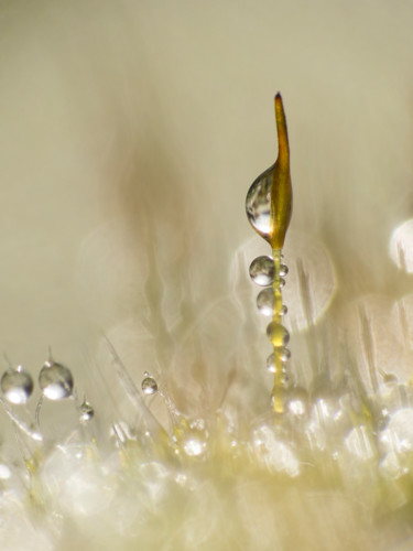 Photographie intitulée "Perles - 751" par Josy Moderne, Œuvre d'art originale, Photographie numérique