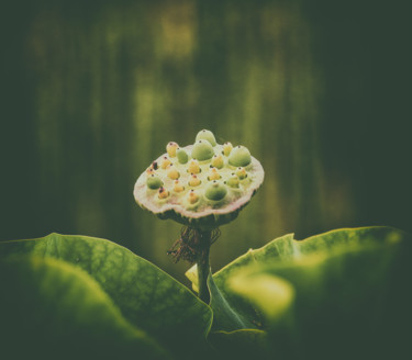 Fotografía titulada "jardins d'eau-3963" por Josy Moderne, Obra de arte original, Fotografía digital