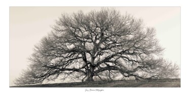 Fotografie mit dem Titel "Chêne remarquable -…" von Josy Moderne, Original-Kunstwerk, Digitale Fotografie Auf Keilrahmen aus…