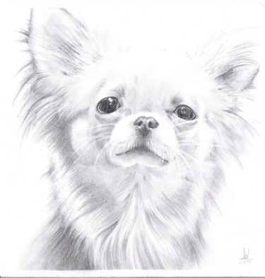 Dessin intitulée "chihuahua" par Joy Prillard, Œuvre d'art originale, Crayon