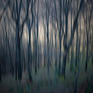 Photographie intitulée "La foret dense.jpg" par Jean Pierre Fleury, Œuvre d'art originale, Photographie numérique