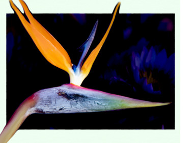 Fotografia intitulada "papillon libéré" por Jose Americo Jsilvares, Obras de arte originais, Fotografia digital