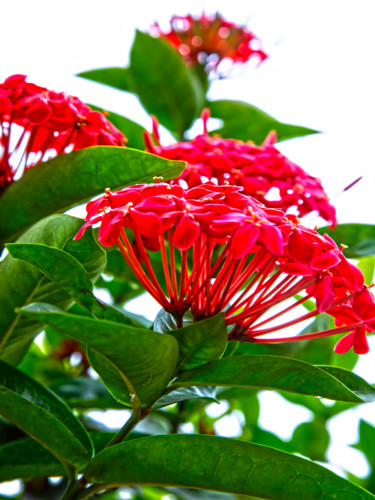 Fotografia intitulada "flores e sonhos" por Jose Americo Jsilvares, Obras de arte originais, Fotografia digital