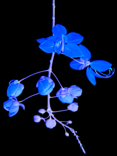 Fotografía titulada "acacia bleu" por Jose Americo Jsilvares, Obra de arte original, Fotografía digital
