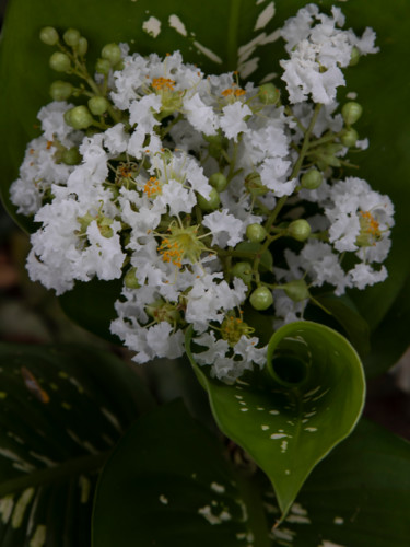 Fotografie mit dem Titel "arranjo floral" von Jose Americo Jsilvares, Original-Kunstwerk, Digitale Fotografie