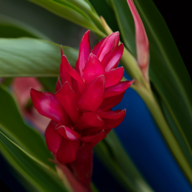 Photographie intitulée "bromélia sul americ…" par Jose Americo Jsilvares, Œuvre d'art originale, Photographie numérique