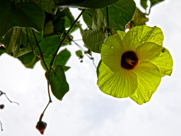 Fotografía titulada "natureza" por Jose Americo Jsilvares, Obra de arte original, Fotografía digital