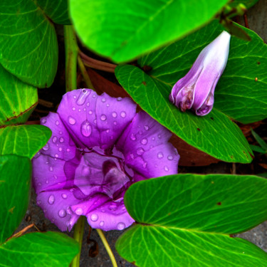 Fotografia intitulada "decoração verde" por Jose Americo Jsilvares, Obras de arte originais, Fotografia digital