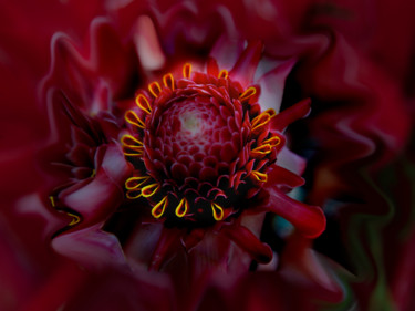 Photographie intitulée "corona fleur" par Jose Americo Jsilvares, Œuvre d'art originale, Photographie numérique