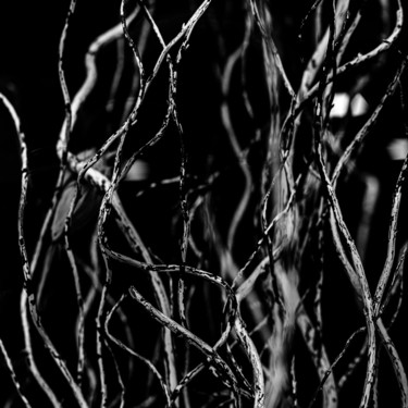 Photographie intitulée "ramos" par Jose Americo Jsilvares, Œuvre d'art originale, Photographie numérique