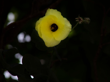 Fotografia intitolato "flor amarela" da Jose Americo Jsilvares, Opera d'arte originale, Fotografia digitale