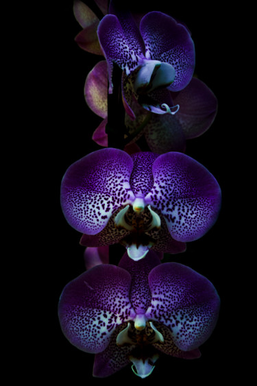 Fotografia intitolato "orquídea blue" da Jose Americo Jsilvares, Opera d'arte originale, Fotografia digitale