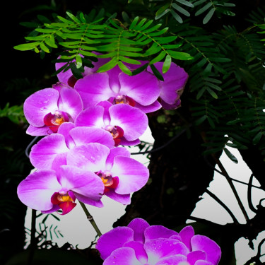 Fotografia intitulada "Orquidófilo" por Jose Americo Jsilvares, Obras de arte originais, Fotografia digital