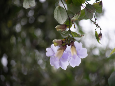 Photography titled "A beleza está aí  S…" by Jose Americo Jsilvares, Original Artwork, Digital Photography