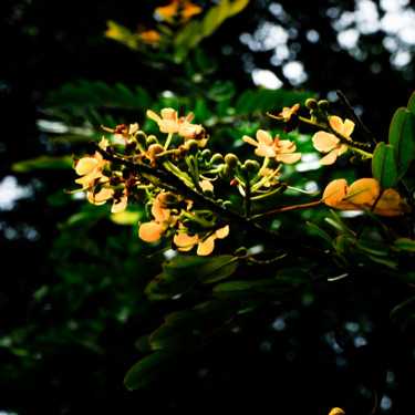 Photographie intitulée "Gardengreen" par Jose Americo Jsilvares, Œuvre d'art originale, Photographie numérique