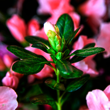 Photographie intitulée "Vert et rose" par Jose Americo Jsilvares, Œuvre d'art originale, Photographie numérique