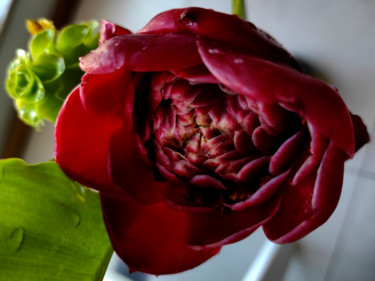Photography titled "fleur bresilien" by Jose Americo Jsilvares, Original Artwork, Digital Photography