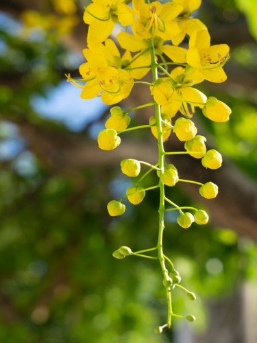 Photographie intitulée "Acacia amarela" par Jose Americo Jsilvares, Œuvre d'art originale, Photographie numérique