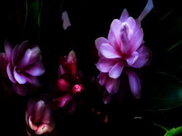 Fotografia intitolato "Night flowers" da Jose Americo Jsilvares, Opera d'arte originale, Fotografia manipolata