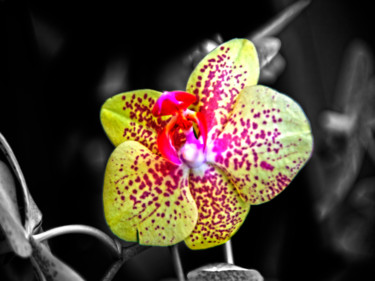 Fotografia zatytułowany „Orquídea cor” autorstwa Jose Americo Jsilvares, Oryginalna praca, Manipulowana fotografia