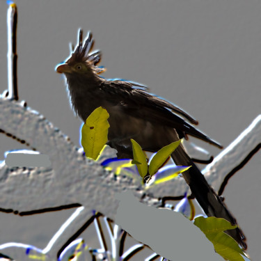 Photographie intitulée "Pássaro ferido" par Jose Americo Jsilvares, Œuvre d'art originale, Photographie manipulée