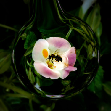Photography titled "bee 44" by Jose Americo Jsilvares, Original Artwork, Manipulated Photography