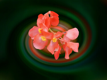Fotografia zatytułowany „beauty flowers” autorstwa Jose Americo Jsilvares, Oryginalna praca, Manipulowana fotografia