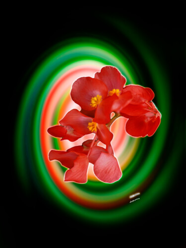 Fotografía titulada "a beleza na flor" por Jose Americo Jsilvares, Obra de arte original, Fotografía manipulada
