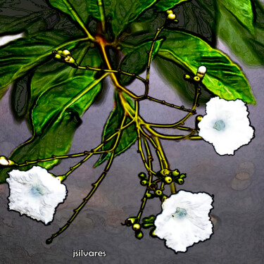 Fotografia zatytułowany „floratas brasilis” autorstwa Jose Americo Jsilvares, Oryginalna praca, Manipulowana fotografia