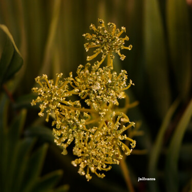 摄影 标题为“flor da galeria” 由Jose Americo Jsilvares, 原创艺术品, 数码摄影
