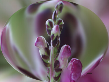 Fotografia intitulada "Flor na gota" por Jose Americo Jsilvares, Obras de arte originais, Fotografia digital