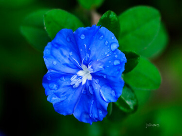 Fotografia intitulada "La azul" por Jose Americo Jsilvares, Obras de arte originais, Fotografia digital