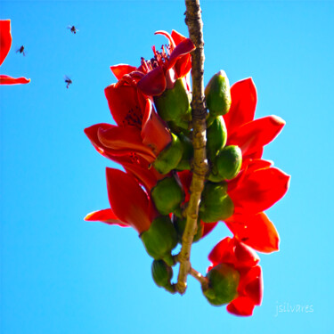Photography titled "tri polen" by Jose Americo Jsilvares, Original Artwork, Digital Photography