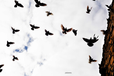 Fotografia intitolato "las aves" da Jose Americo Jsilvares, Opera d'arte originale, Fotografia digitale