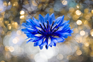 Photographie intitulée "b..blue flowers" par Jose Americo Jsilvares, Œuvre d'art originale, Photographie manipulée