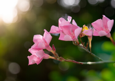 Fotografia intitulada "ramos de flores" por Jose Americo Jsilvares, Obras de arte originais, Fotografia Manipulada