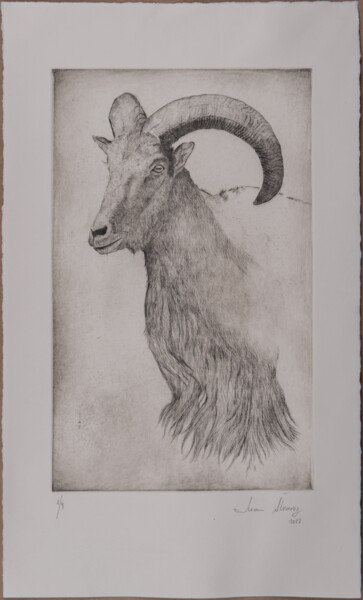 Impressões e gravuras intitulada "Cabeza de cabra I" por Juan Álvarez Cebrián, Obras de arte originais, Gravação