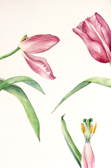 Malerei mit dem Titel "Aquarell Tulpen" von Judit Fortelny, Original-Kunstwerk, Aquarell