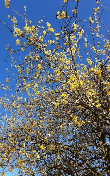 Photographie intitulée "Frühling" par Judith Simonis, Œuvre d'art originale, Photographie numérique