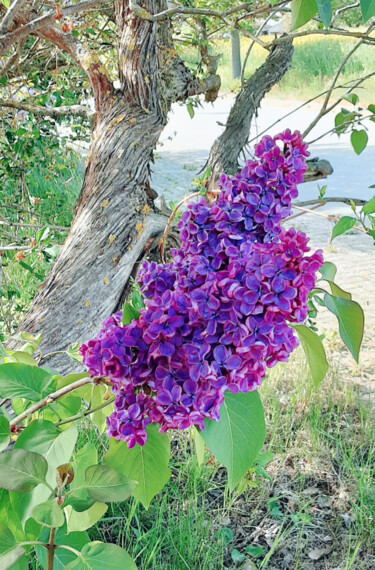 Fotografie getiteld "Dark Lilac" door Judith Simonis, Origineel Kunstwerk, Digitale fotografie