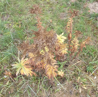 Photography titled "Herbstblume" by Judith Simonis, Original Artwork, Non Manipulated Photography